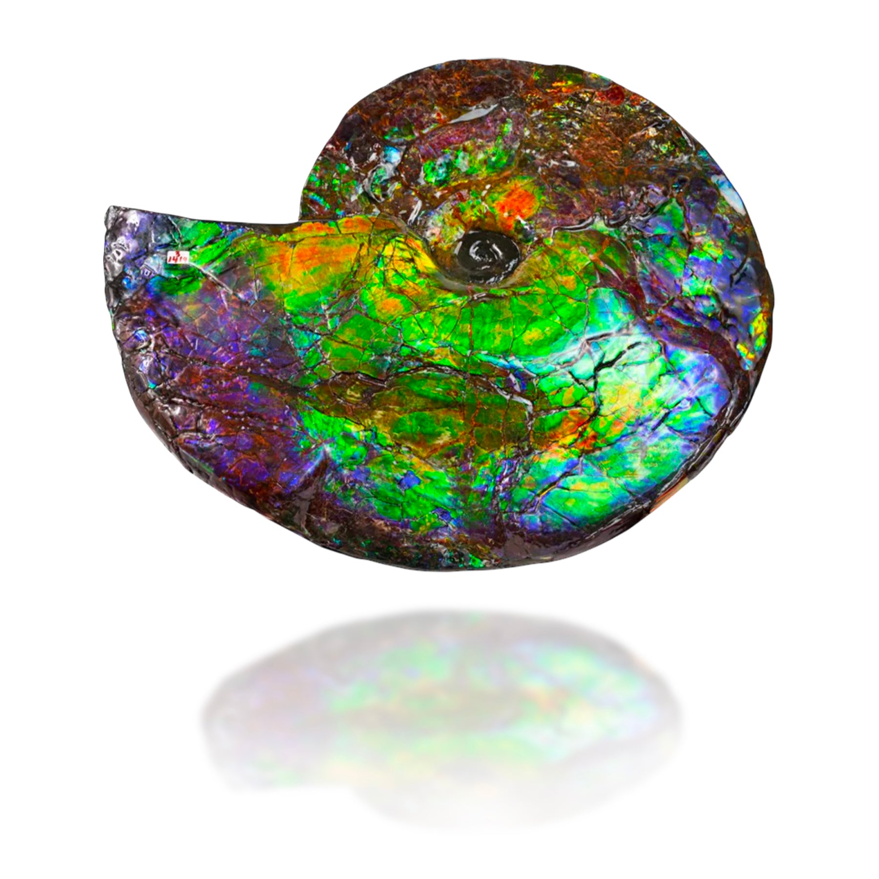 Ammolite Oval Bracelet (Final Sale)